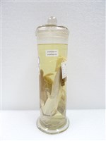 藏品(鬍鯰(塘虱魚))的圖片